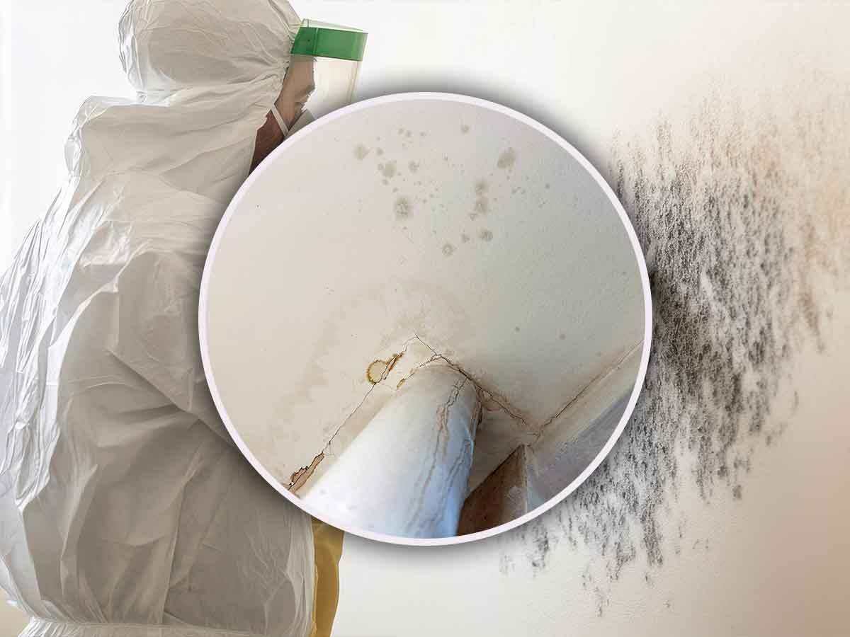 Pulizia di muffa dalle pareti